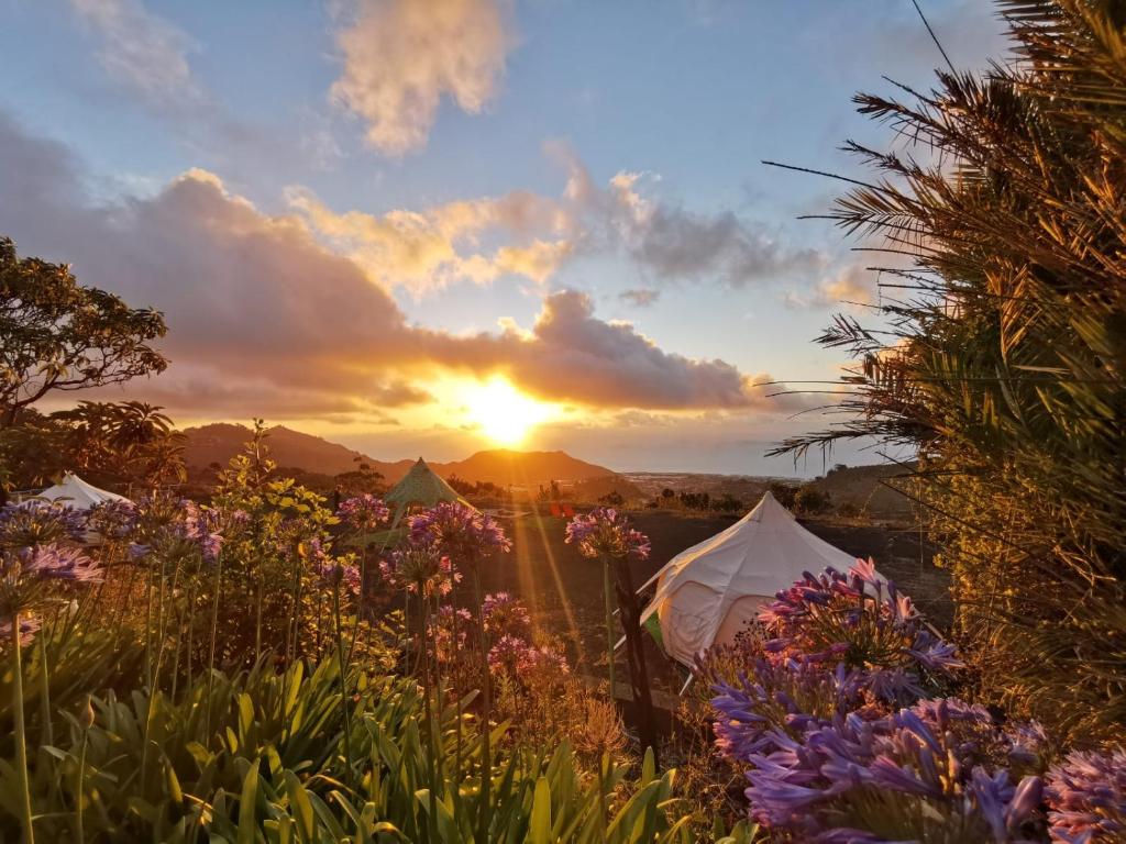 een bloemenveld met een zonsondergang op de achtergrond bij Free Canari - Los Alamos 8 in Tegueste