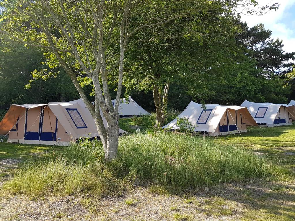 a group of tents in a field with a tree at Ameland Tentenverhuur in Nes