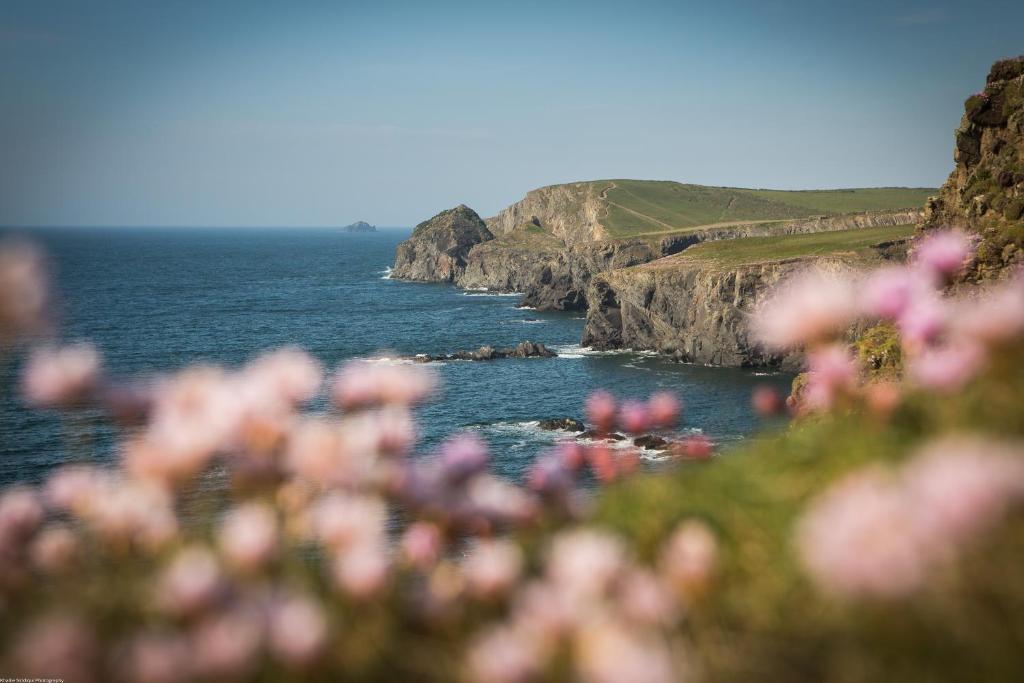 a group of pink flowers on a cliff next to the ocean at Spacious & modern beach house, 100m to beach in Padstow