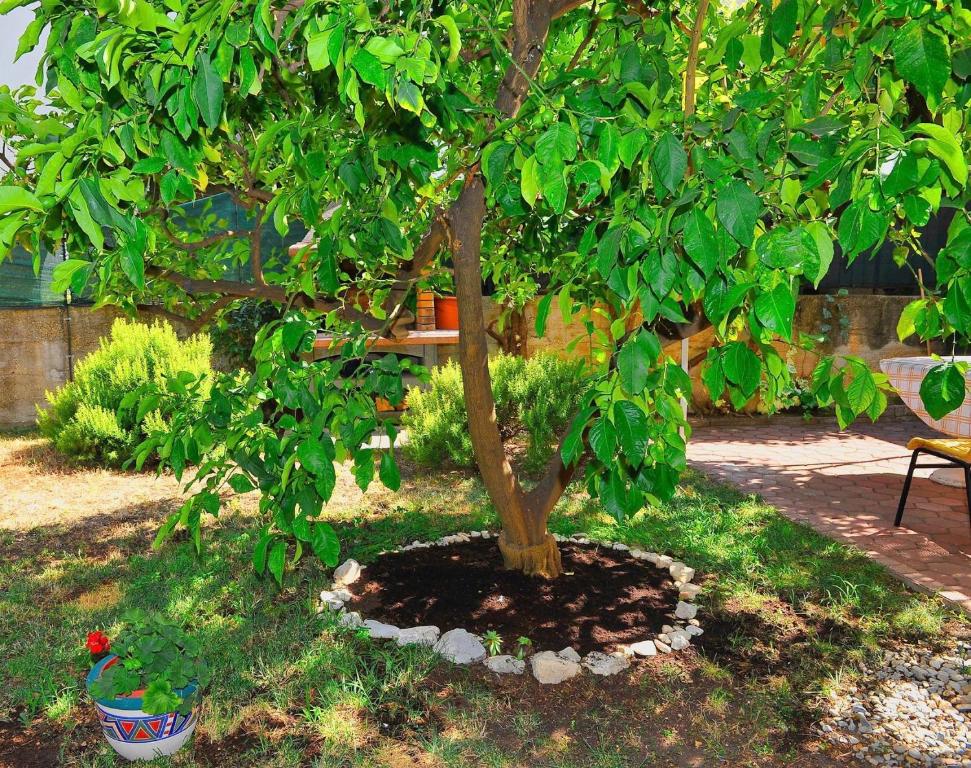Vonkajšia záhrada v ubytovaní Apartment Botanic