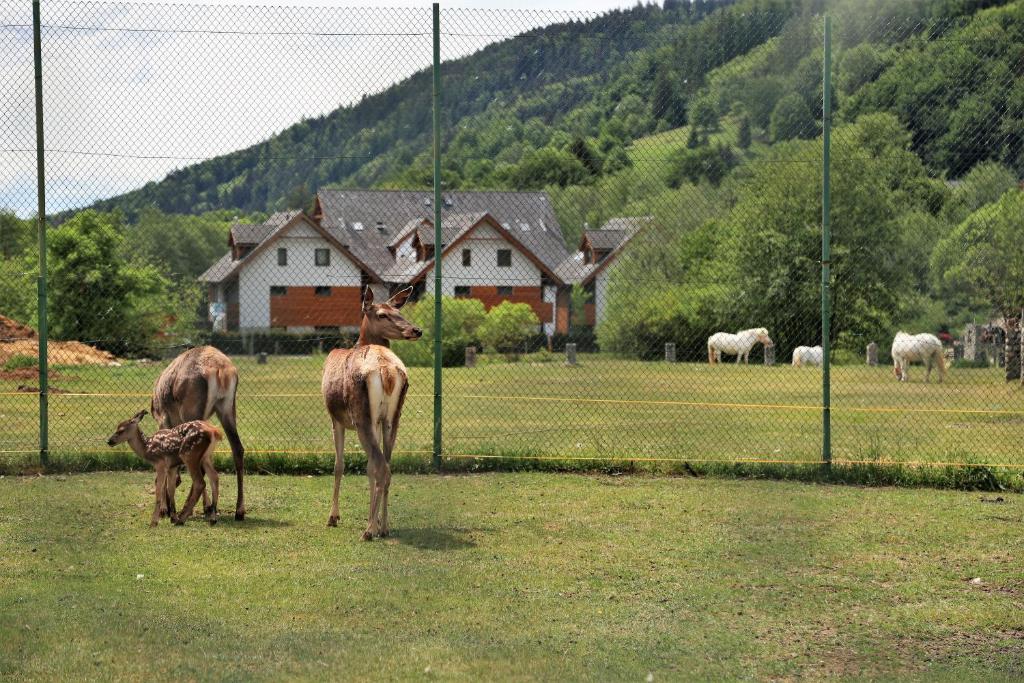 Állatok az apartmanban vagy a közelben