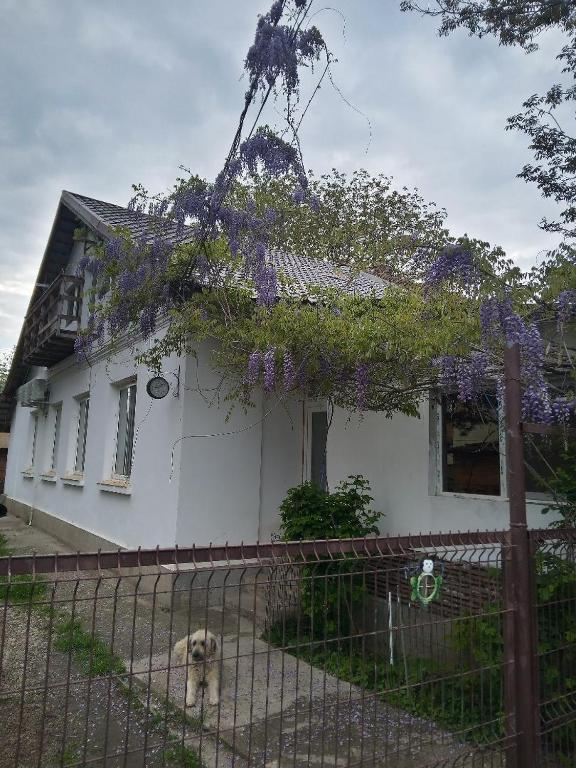 Zahrada ubytování Casa Mocanu
