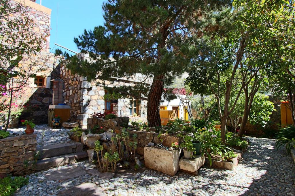 a garden with potted plants in front of a house at Casa Curtos in Real de Catorce