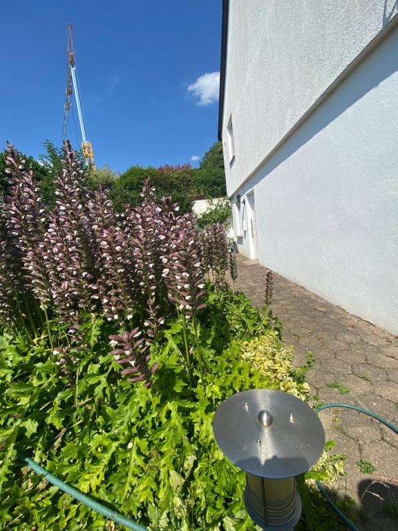 Zahrada ubytování Ferienwohnung Löwenzahn