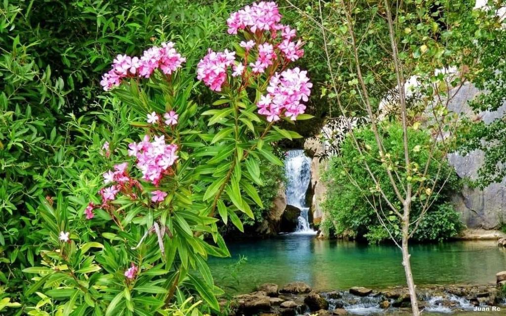 a waterfall with pink flowers in front of a river at Hotel Rural Palacete de Mañara in Montejaque