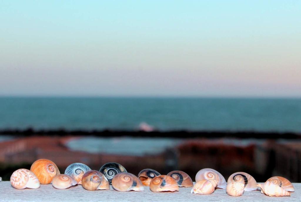 サン・レオーネにあるSan Leone Homeの小貝の列