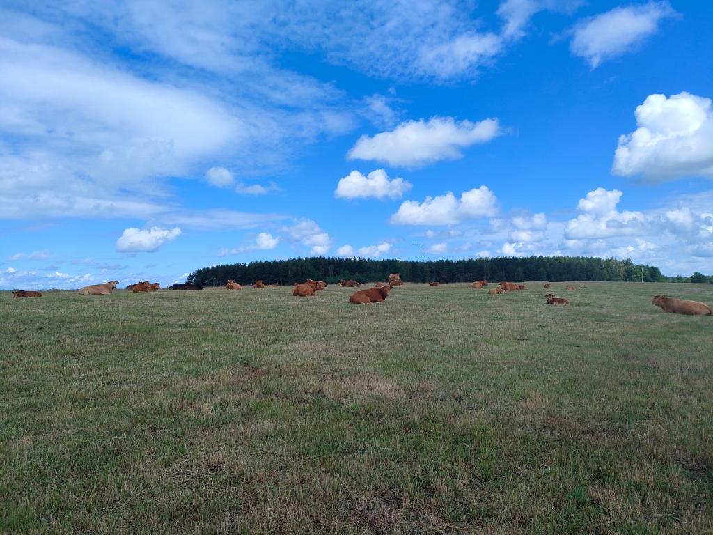 Zvířata v venkovského domu nebo okolí