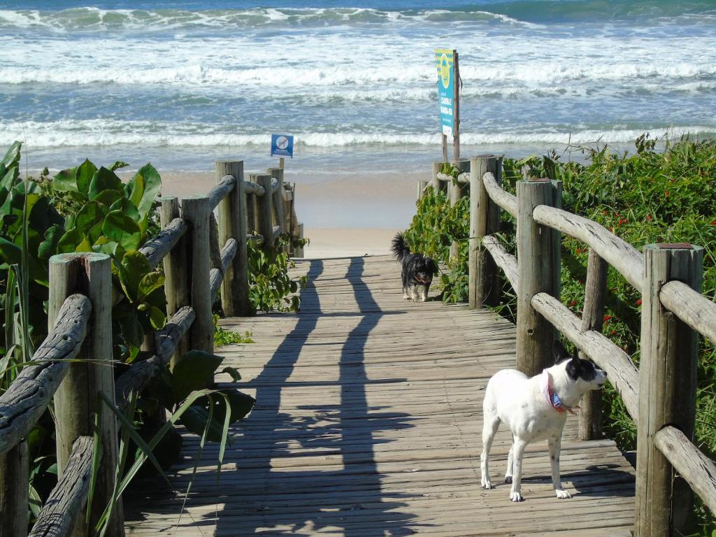 two dogs walking down a wooden walkway to the beach at Morada d'Omar 4 Ilhas in Bombinhas