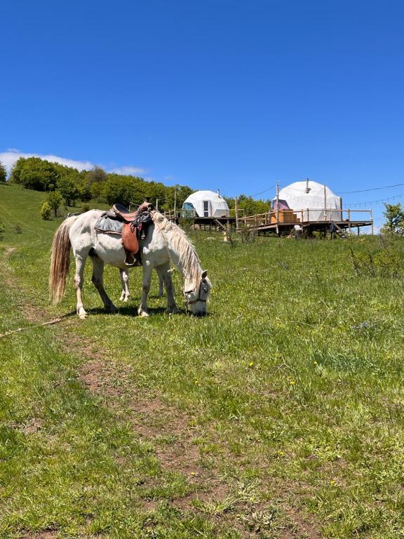 Zvířata v kempu nebo okolí