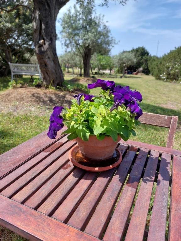 Een tuin van Arcamyrtus