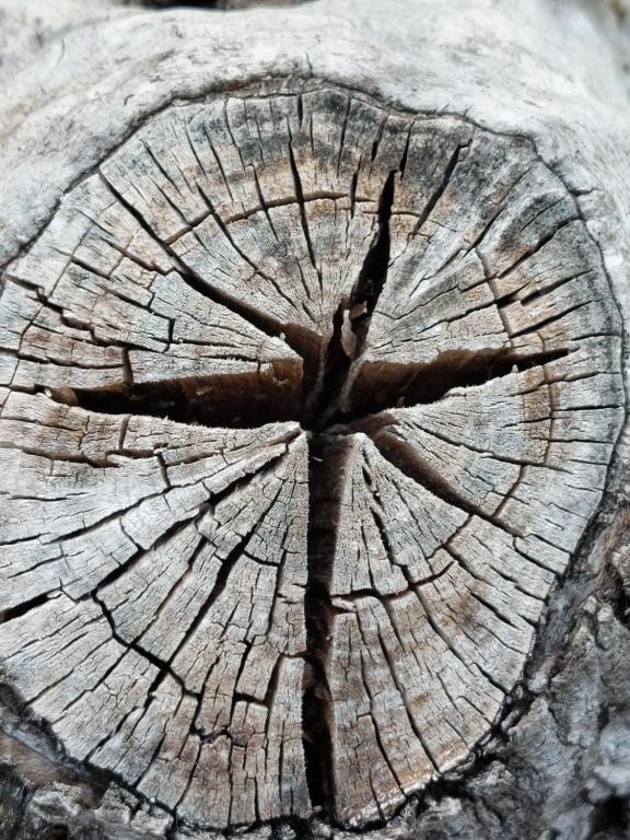 Afbeelding uit fotogalerij van Arcamyrtus in Alghero