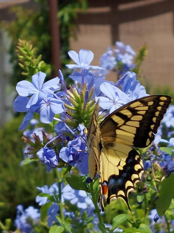 Een tuin van Arcamyrtus
