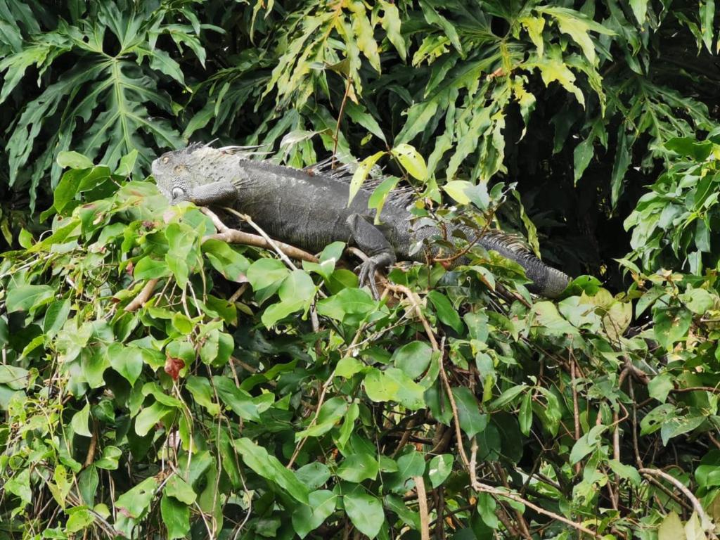 Fotografie z fotogalerie ubytování Casa Caribe v destinaci Tortuguero