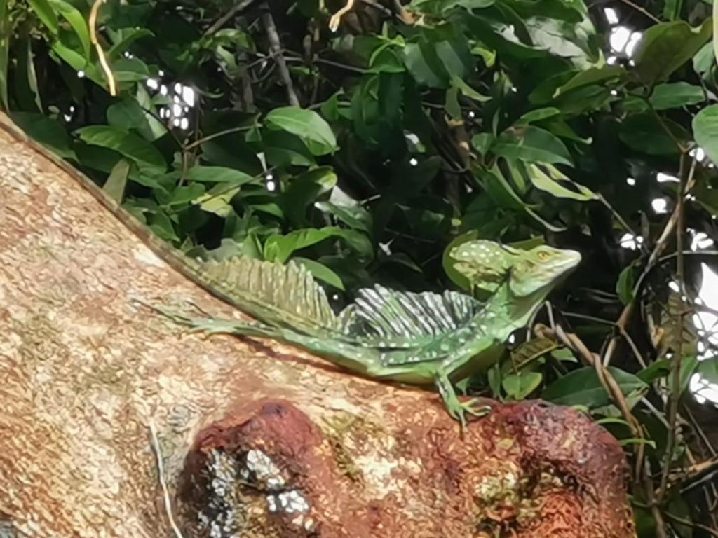 Fotografie z fotogalerie ubytování Casa Caribe v destinaci Tortuguero