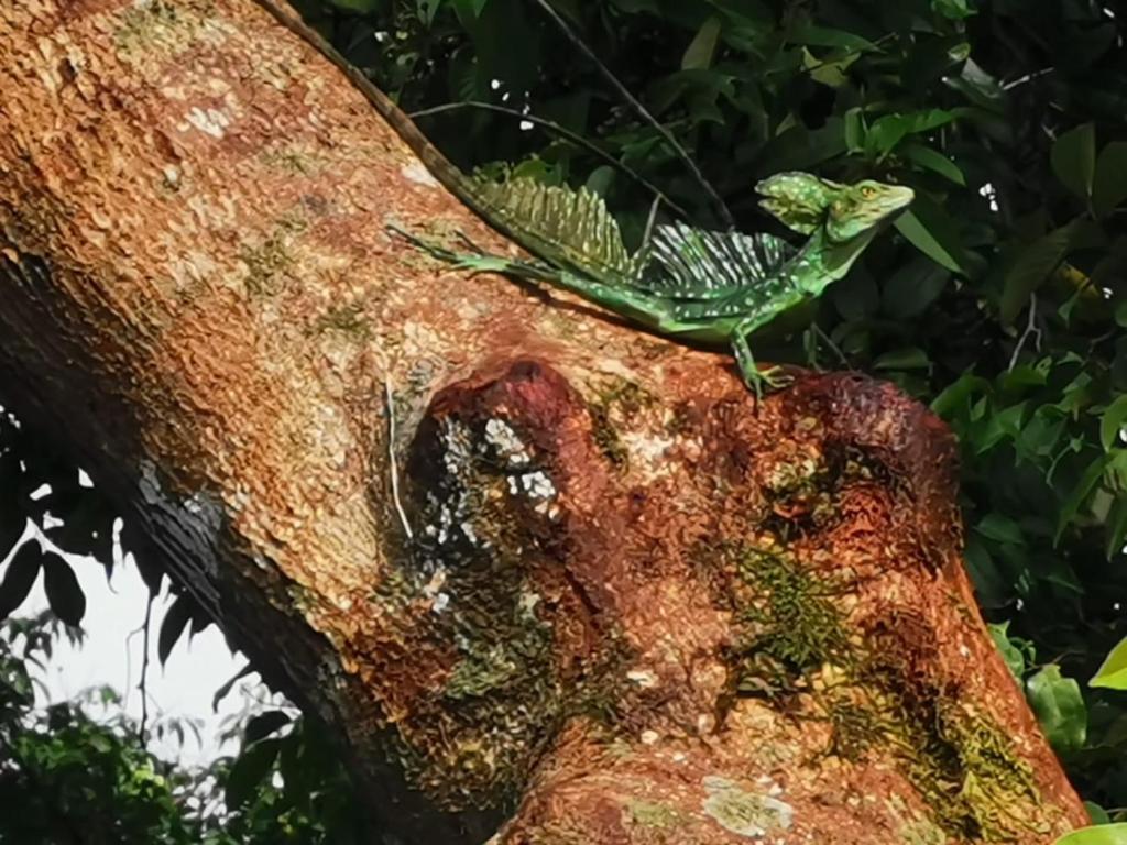 Fotografie z fotogalerie ubytování Casa Caribe v destinaci Tortuguero