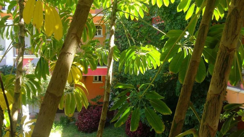 Zahrada ubytování Hotel Posada Tolteca