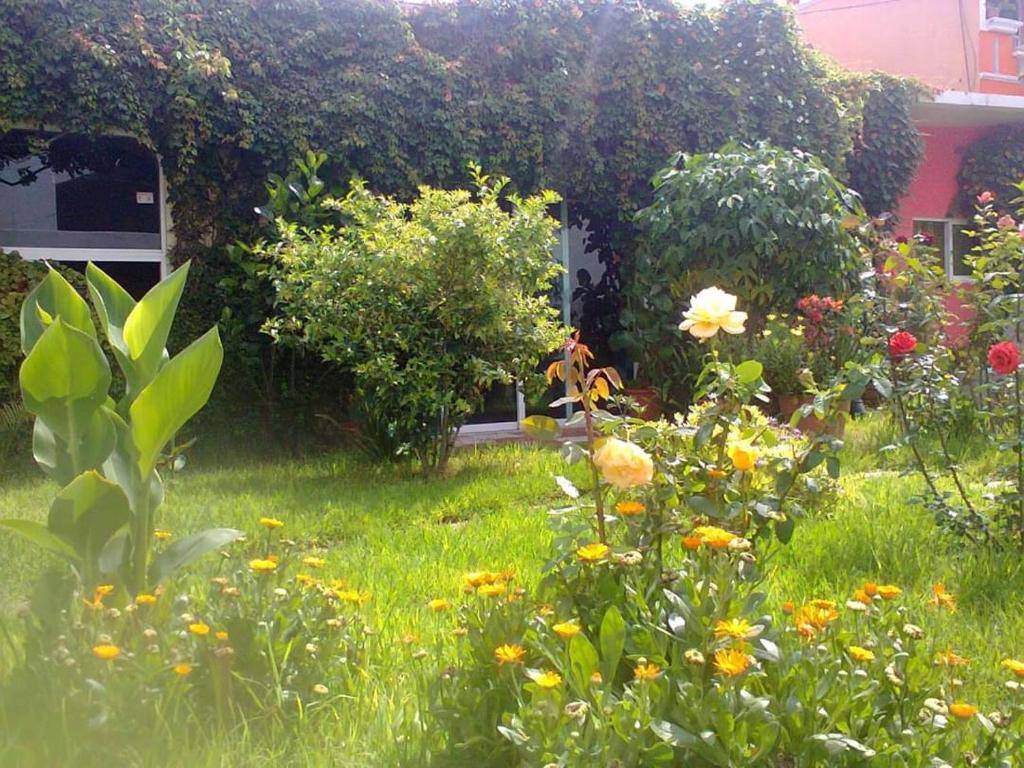 Zahrada ubytování Hotel Posada Tolteca