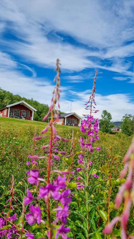 a field of purple flowers with houses in the background at Levajok Lodge in Tana