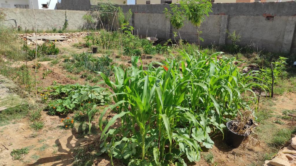 un jardín con plantas verdes en la tierra en Charmant logement avec jardin en permaculture en Chebba