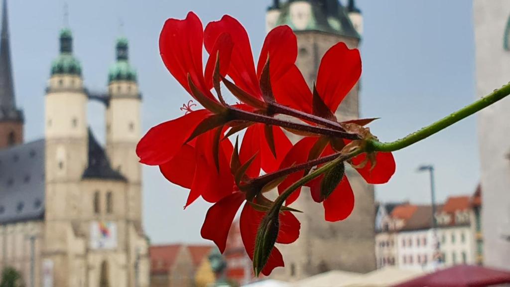 a red flower on a branch in front of a building at Budget rooms in Halle with shared bathroom, Free WiFi, Netflix & iPad in Halle an der Saale