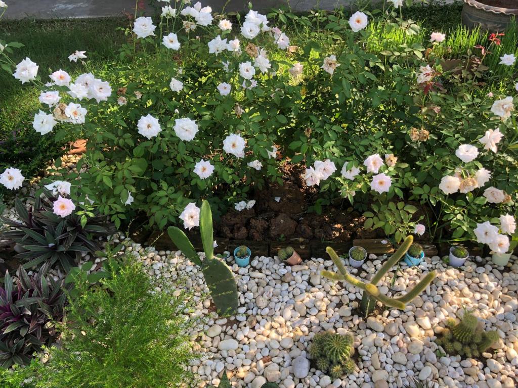 Zahrada ubytování Bo Cabin in Garden โบคาบิน อิน การ์เดน