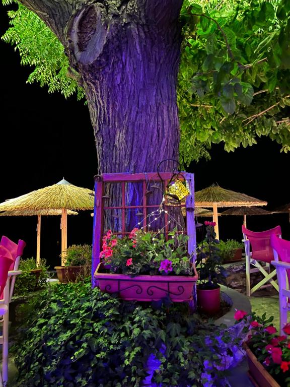 a purple tree with flowers in front of a tree at Maniatis Garden in Achladies