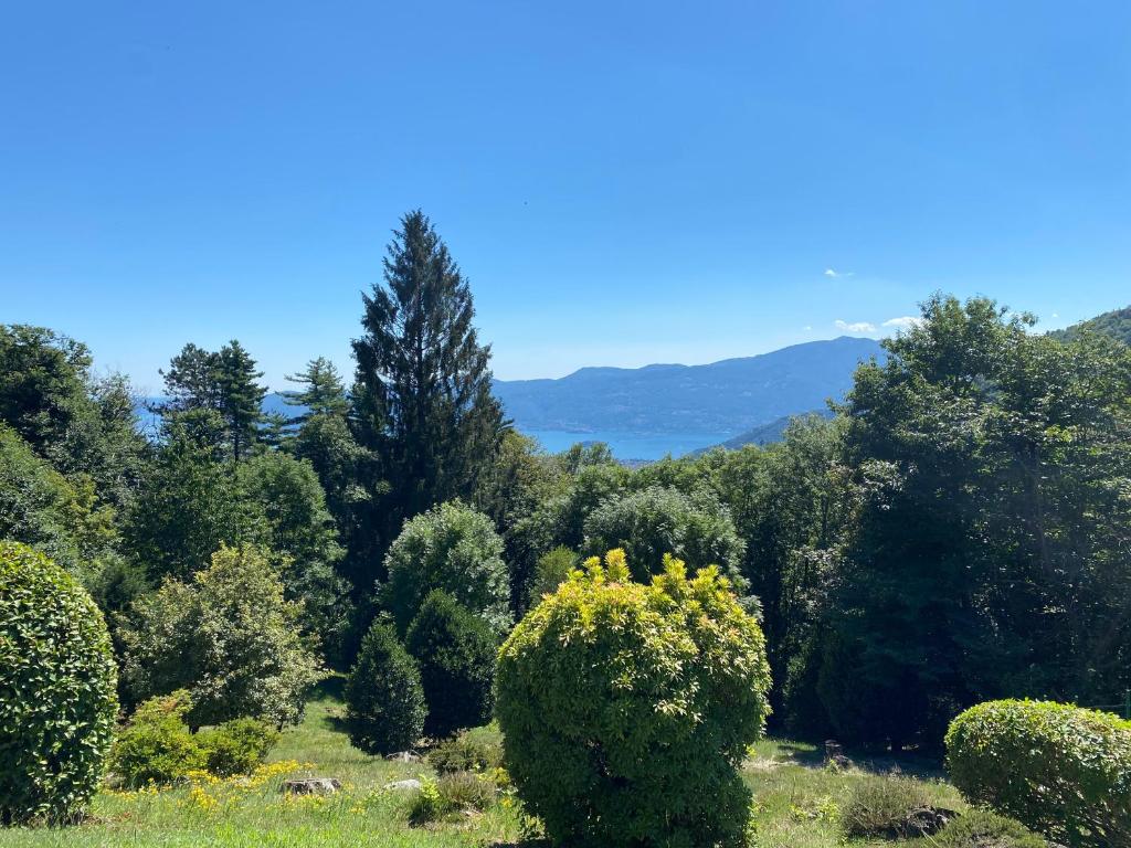 una foresta di alberi con una montagna sullo sfondo di Appartamento Bianca a Premeno