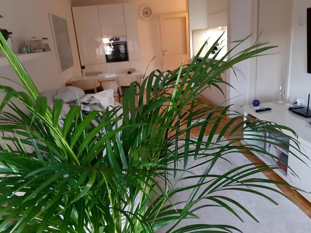 een potplant op een toonbank in een kamer bij Apartma EVA in Koper