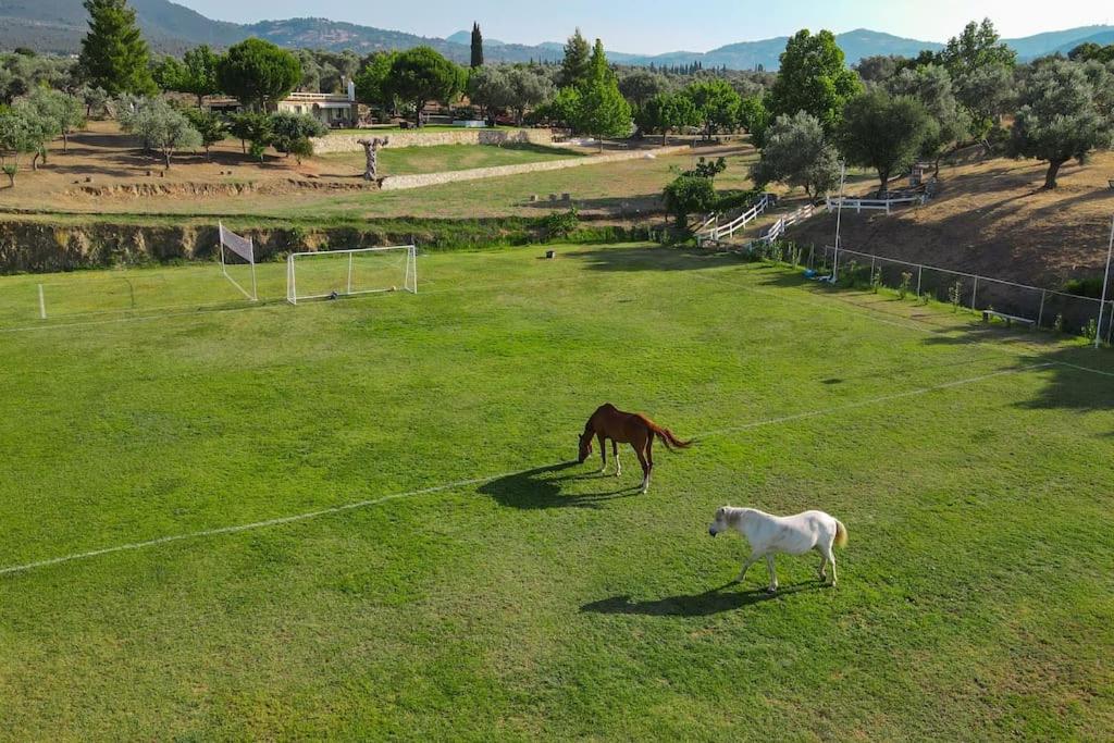 Domácí mazlíčci ubytovaní s hosty v ubytování House in 10 acres of grass with horses