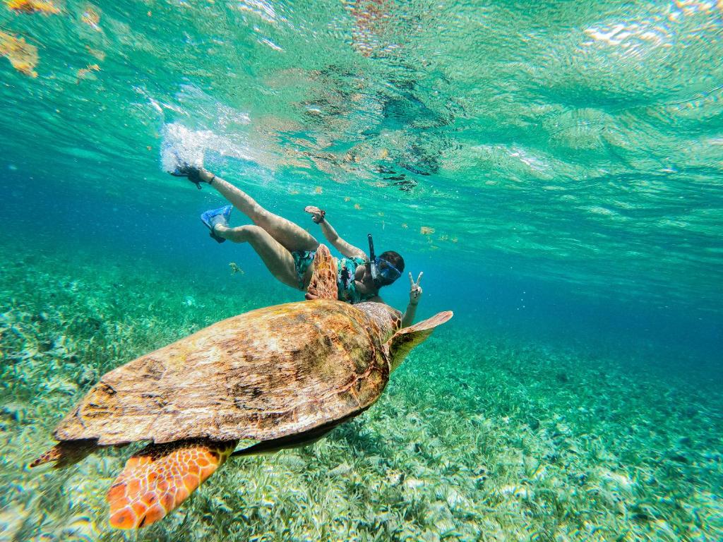 a person riding on the back of a turtle in the ocean at Bella's Backpackers Hostel in Caye Caulker