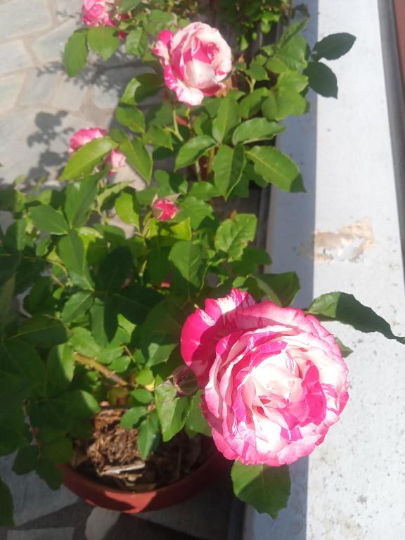 Ogród w obiekcie Guesthouse Kallisti