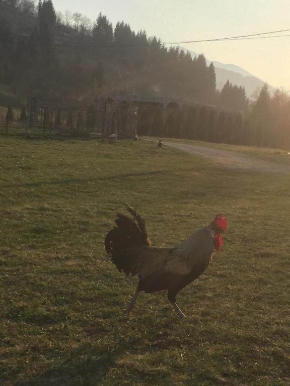 Zvířata v prázdninového domu nebo okolí