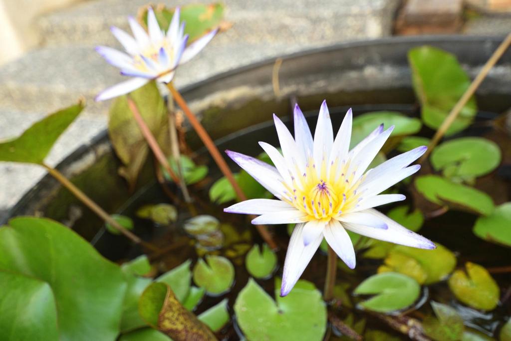 Giardino di Serenity Moutainview Homestay