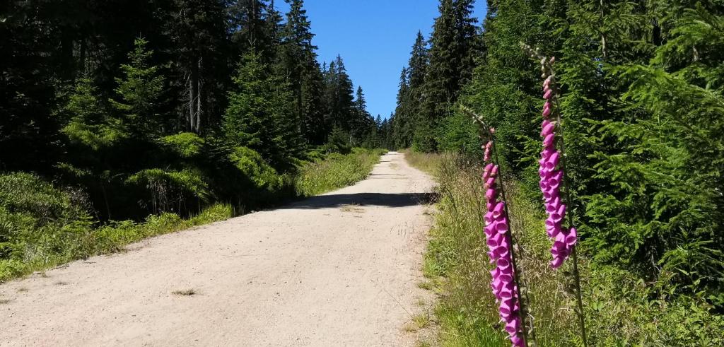Příroda nedaleko apartmánu