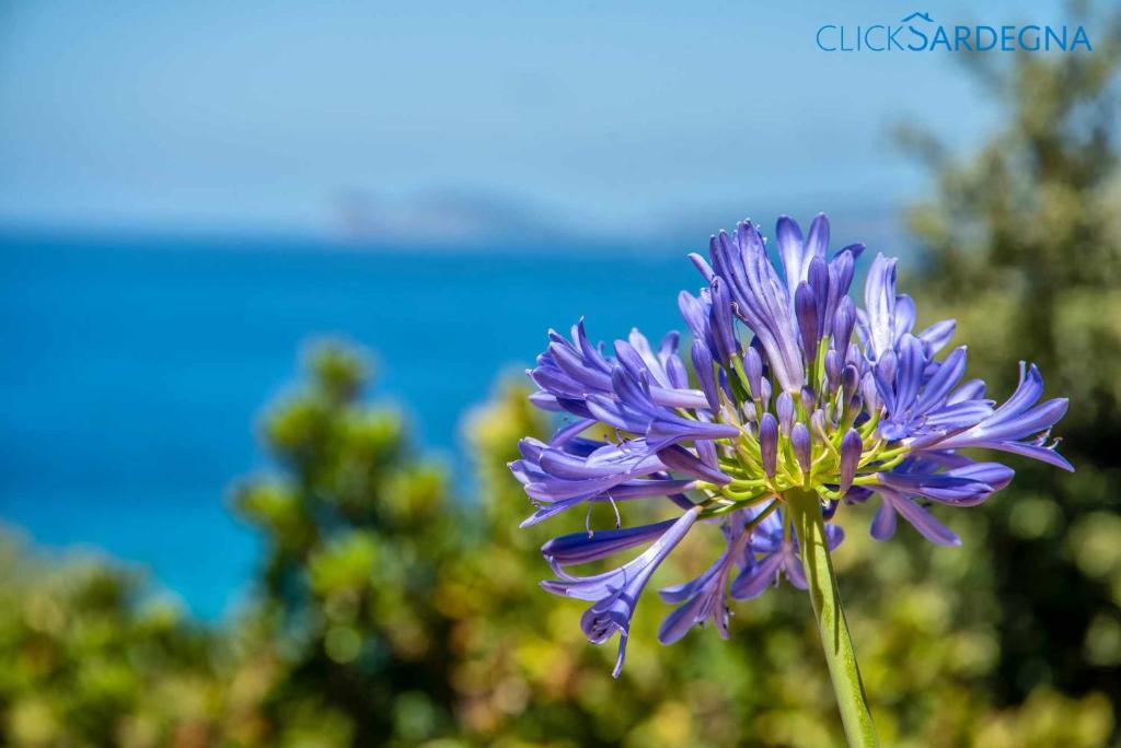 Zdjęcie z galerii obiektu Villa Juliette con vista spettacolare ridosso del mare w mieście Alghero