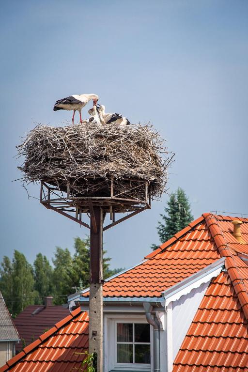 Fotografia z galérie ubytovania Apartamenty Galeria Trunków v destinácii Białowieża