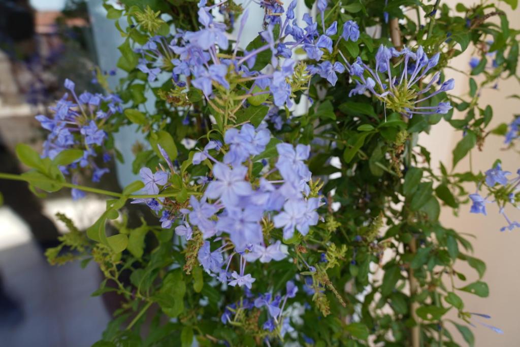 a bunch of blue flowers in a vase at Blue Jasmine in Aigio