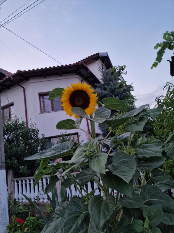 Zahrada ubytování En vacances