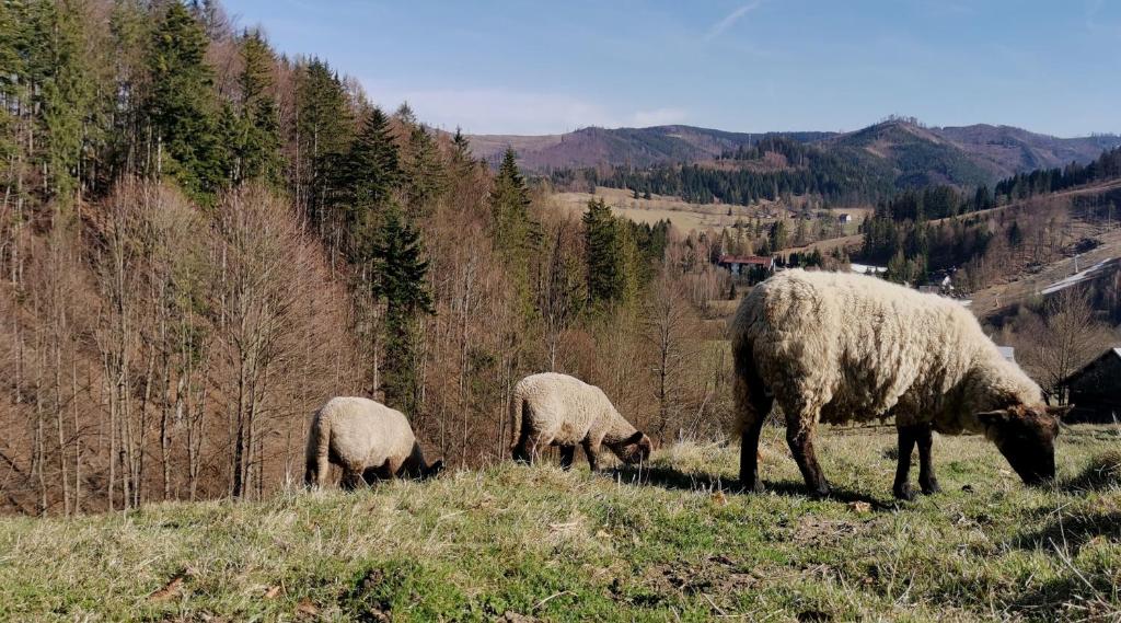 Zvířata v penzionu nebo okolí