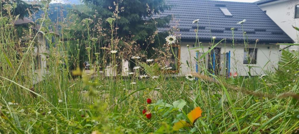 a field of tall grass in front of a house at Casa Sebi in Vatra Dornei