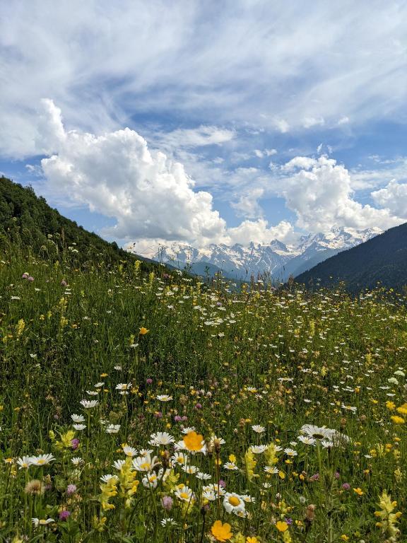 a field of flowers with mountains in the background at Labna Huts in Mestia