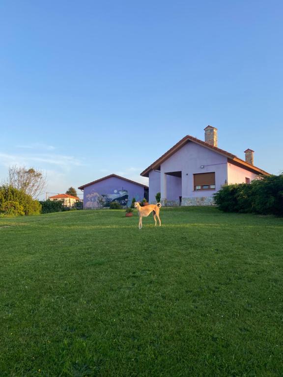 un perro corriendo en un campo de hierba en Apartamento en Bañugues cerca de Cabo Peñas., en Bañugues