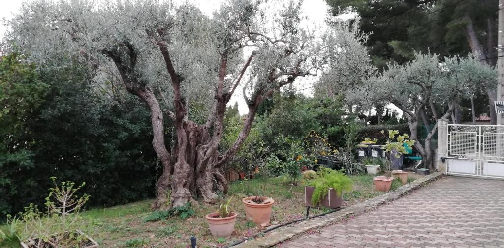 Ogród w obiekcie Maison familiale Jardin parking, 10 min plage, 1*