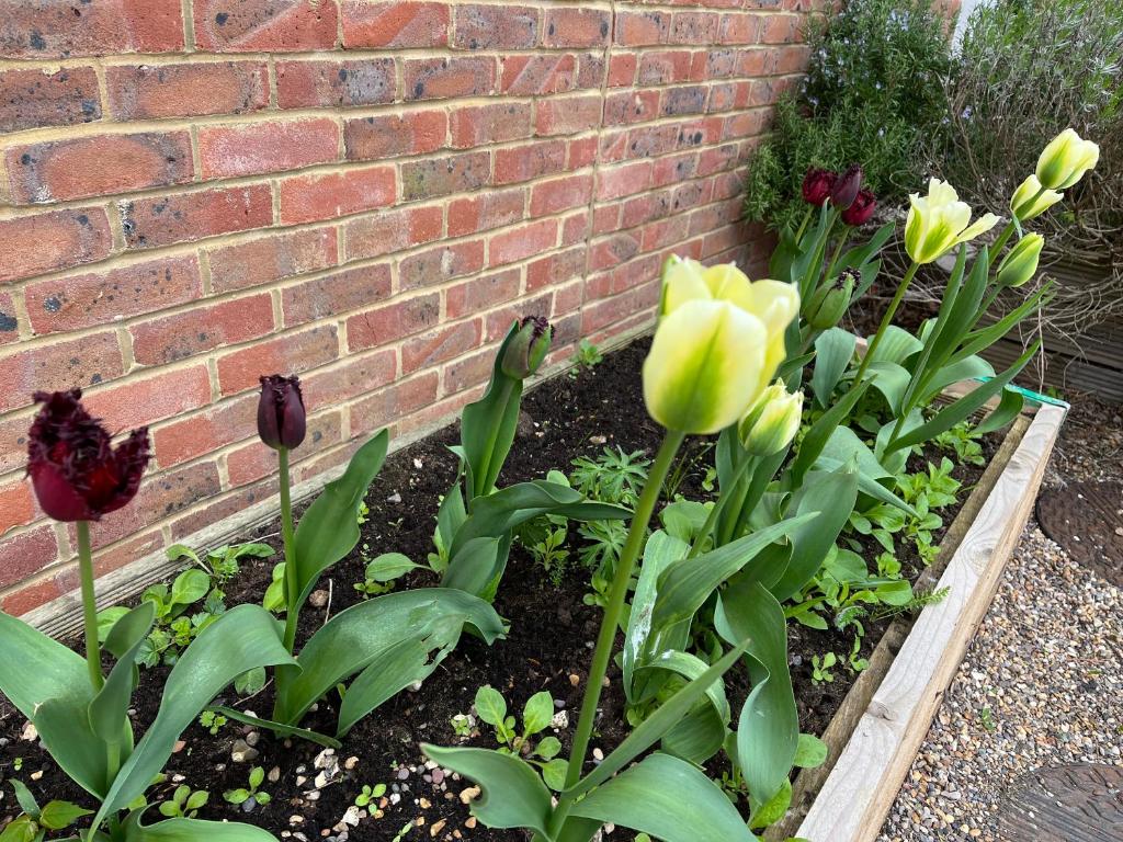 three flowers in a garden next to a brick wall at Whitstable The Jolly in Whitstable