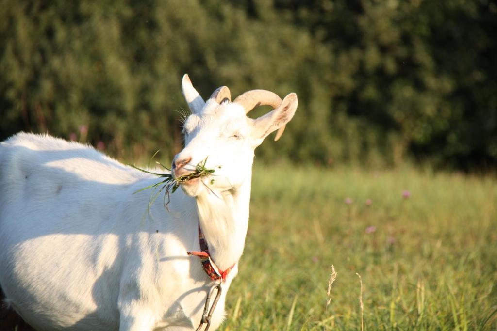 Zvieratá v kempingu alebo blízkom okolí