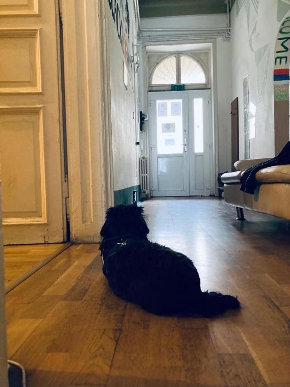 Domácí mazlíčci ubytovaní s hosty v ubytování Black Dog Hostel