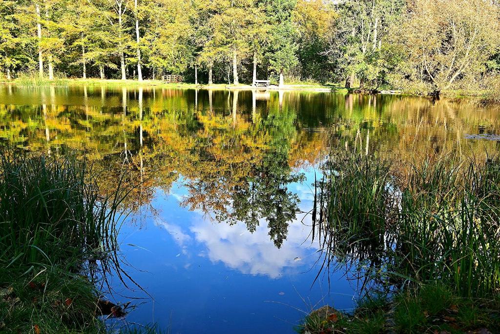 ein See mit einer Reflexion von Bäumen im Wasser in der Unterkunft Landhaus Tonmühle in Ilsenburg