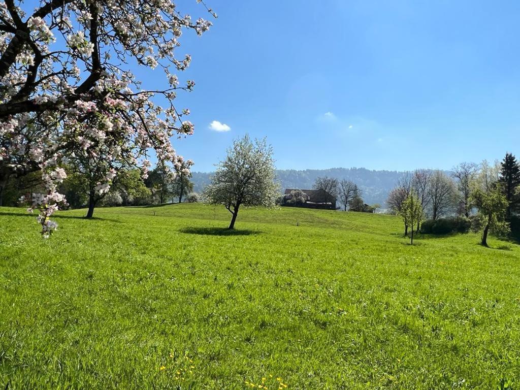 a field of green grass with trees in it at Gasthof - Auszeit im Bad Diezlings - Adults only in Hörbranz