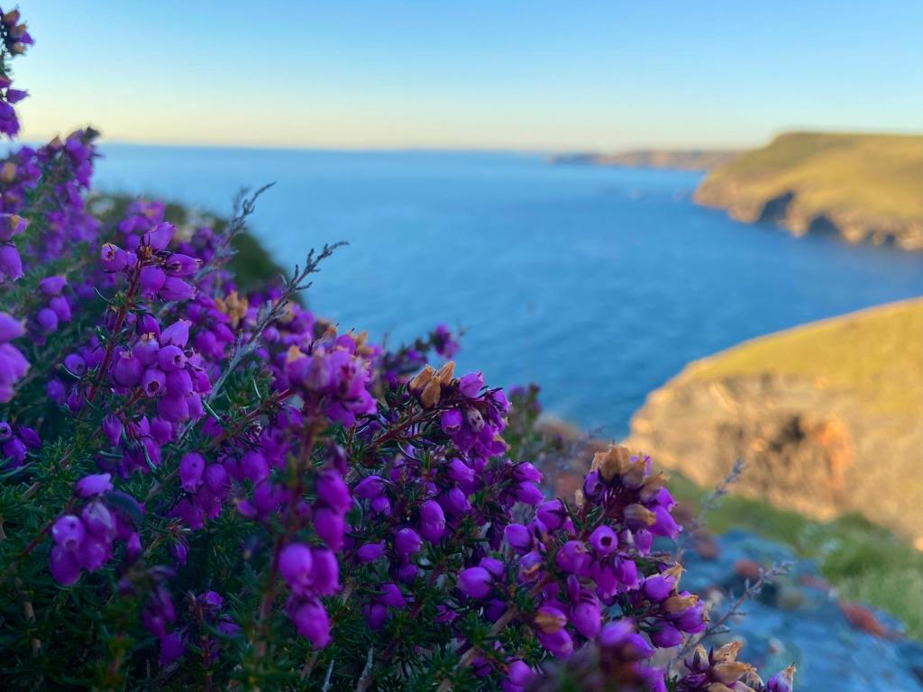 Polrunny Farm Sloe Cottage with a sea view - Housity