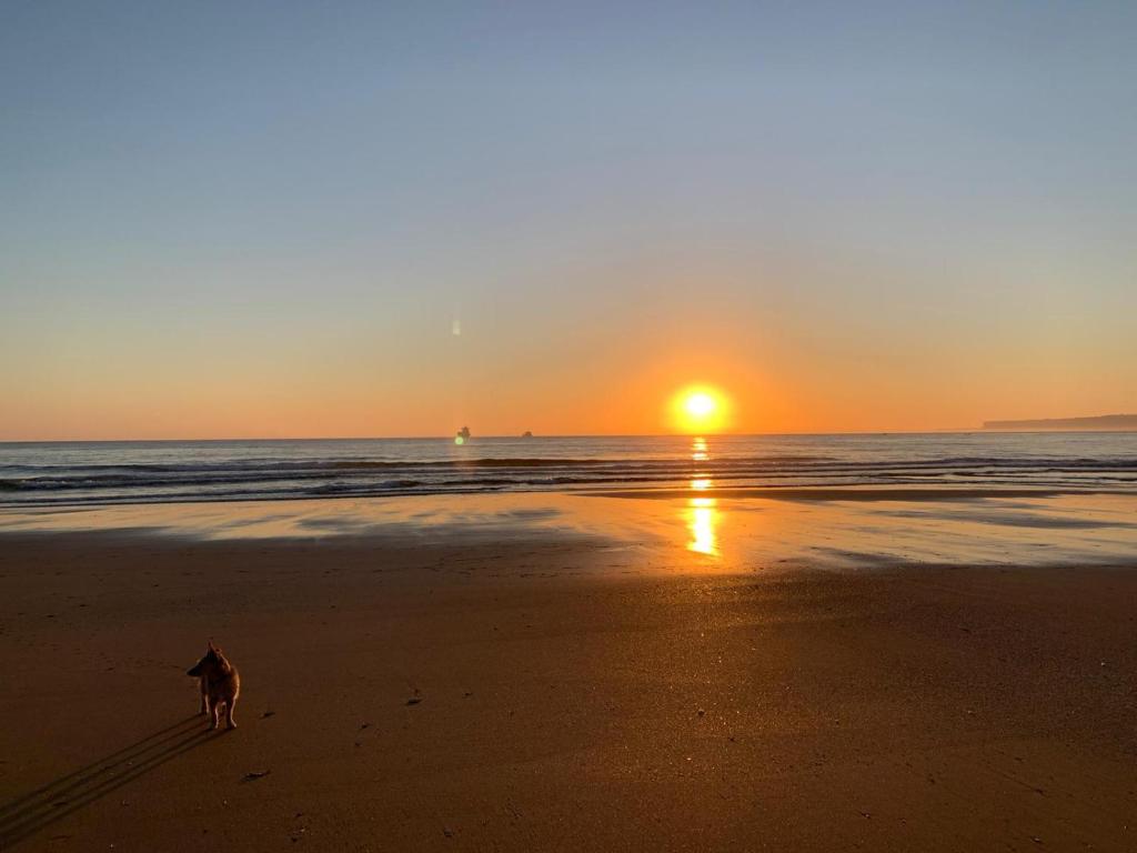 un perro caminando por la playa al atardecer en APARTAMENTOS NIZA en Santander